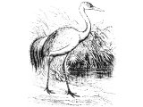 Crane (Grus cinerea), Heb. SIS or SUS (Is.38:14, Jer.8:7)